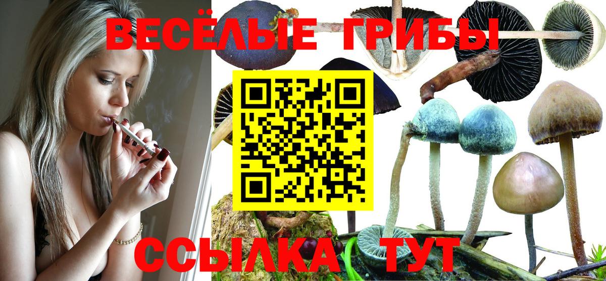 Псилоцибиновые грибы Psilocybe Клин